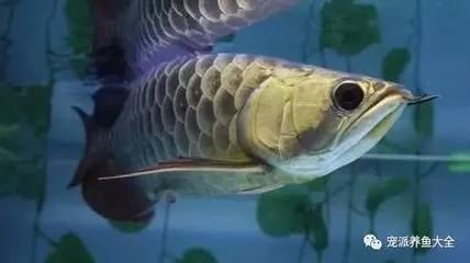 龍魚的食性如何：關于龍魚的食性的詳細介紹