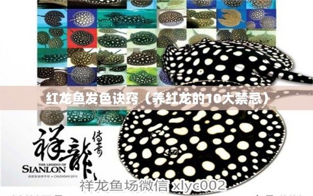 紅龍魚飼養有竅門：紅龍魚的飼養技巧