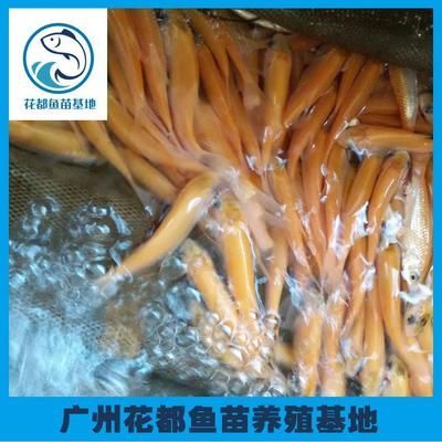 龍魚(yú)苗批發(fā)市場(chǎng)地址在哪里呀：龍魚(yú)苗批發(fā)市場(chǎng)地址 龍魚(yú)苗批發(fā)市場(chǎng)地址在哪里呀：龍魚(yú)苗批發(fā)市場(chǎng)地址 龍魚(yú)百科 第3張