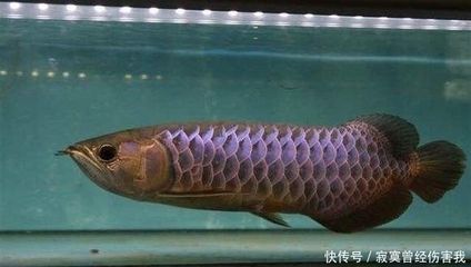 龍魚病癥與治療方法視頻：30種龍魚疾病治療方法