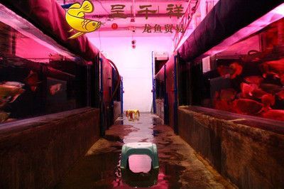祥龍魚場官方網站（祥龍魚場是一家專注于銷售的企業，擁有40年的行業經驗） 祥龍魚場官方網站（祥龍魚場是一家專注于銷售的企業，擁有40年的行業經驗） 龍魚百科 第4張