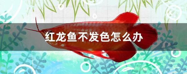 紅龍魚不發色的原因是：紅龍魚不發色的原因