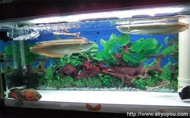 銀龍魚適宜的水質參數：銀龍魚水質管理技巧如何調節魚缸ph值至適宜范圍