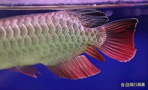 銀龍魚魚鰭斷了還能長嗎 銀龍魚魚鰭斷了還能長嗎 龍魚百科 第2張
