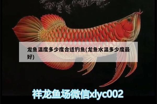 龍魚適應溫度是多少度：龍魚適宜生長的水溫范圍在24-32攝氏度之間