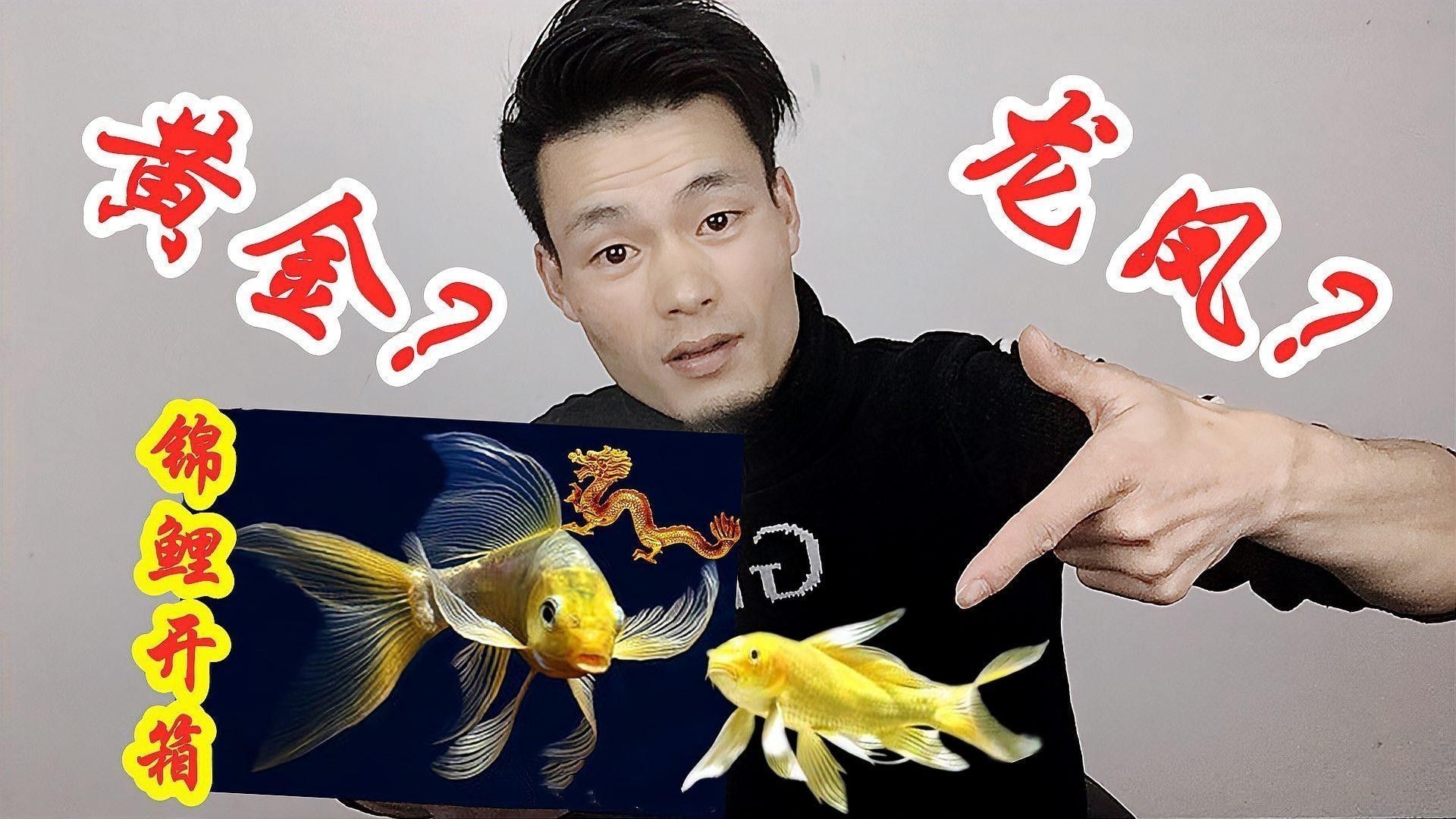 龍魚和錦鯉哪個更有觀賞性？
