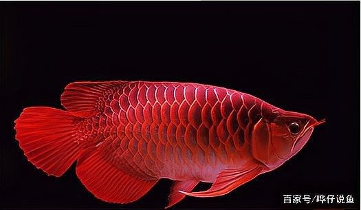 龍魚和錦鯉哪個更有觀賞性？