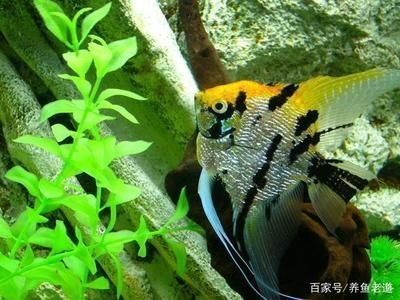 龍魚那部分可以再生（龍魚的尾鰭和鱗片在一定程度上具有再生能力嗎） 龍魚那部分可以再生（龍魚的尾鰭和鱗片在一定程度上具有再生能力嗎） 龍魚百科 第1張