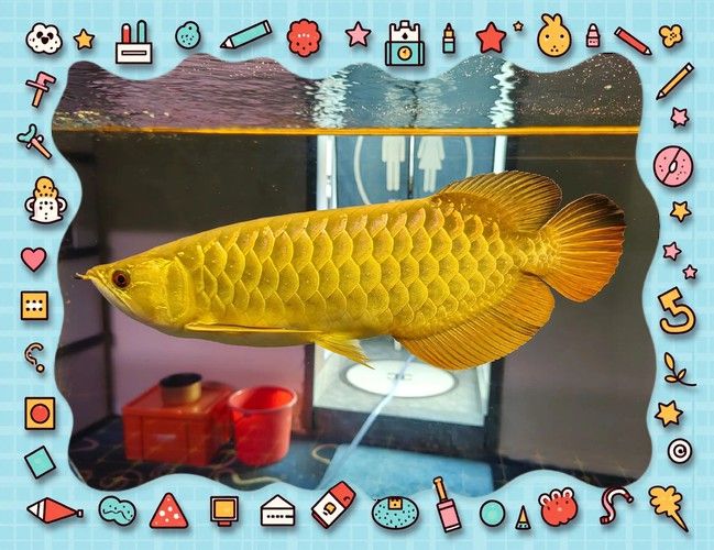 血紅龍和金龍魚