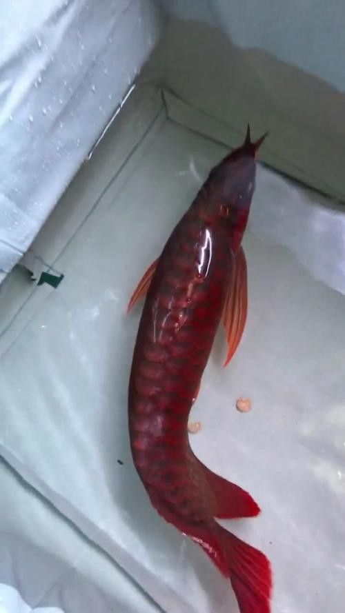 血紅龍和金龍魚(yú)