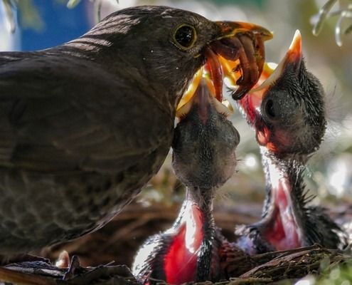 藍光對白子銀龍魚苗的影響：白子銀龍魚苗對白子銀龍魚苗的影響，藍光對魚苗的影響 藍光對白子銀龍魚苗的影響：白子銀龍魚苗對白子銀龍魚苗的影響，藍光對魚苗的影響 龍魚百科 第1張