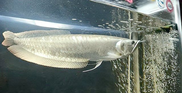 白子銀龍魚苗能長多大圖片 白子銀龍魚苗能長多大圖片 龍魚百科 第4張