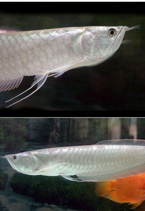 白子銀龍魚苗能長多大圖片 白子銀龍魚苗能長多大圖片 龍魚百科 第14張