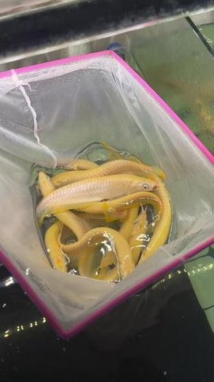 白子銀龍魚苗能長多大圖片 白子銀龍魚苗能長多大圖片 龍魚百科 第17張