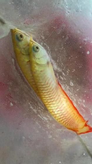 白子銀龍魚苗能長多大圖片 白子銀龍魚苗能長多大圖片 龍魚百科 第26張