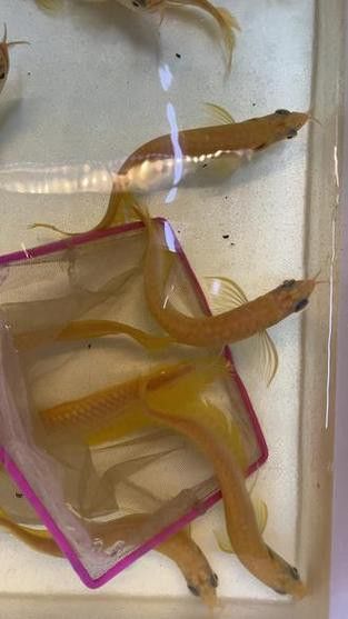 白子銀龍魚苗能長多大圖片 白子銀龍魚苗能長多大圖片 龍魚百科 第27張