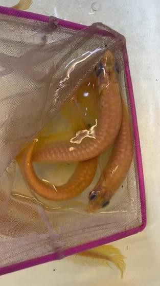白子銀龍魚苗能長多大圖片 白子銀龍魚苗能長多大圖片 龍魚百科 第29張