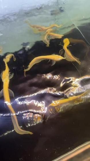 白子銀龍魚苗能長多大圖片 白子銀龍魚苗能長多大圖片 龍魚百科 第28張