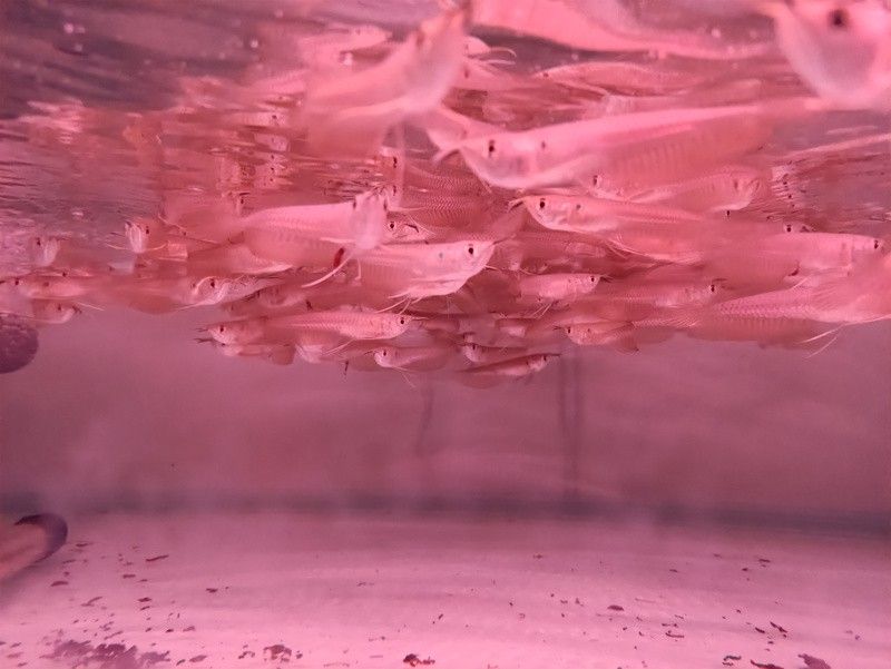 白子銀龍魚苗能長多大圖片 白子銀龍魚苗能長多大圖片 龍魚百科 第35張