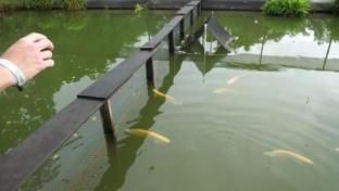 養龍魚視頻講座：養龍魚的視頻講座