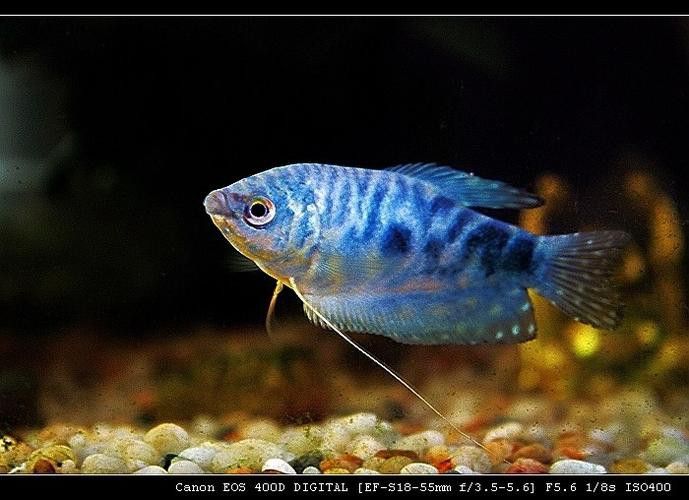 藍龍魚用什么燈光好看點