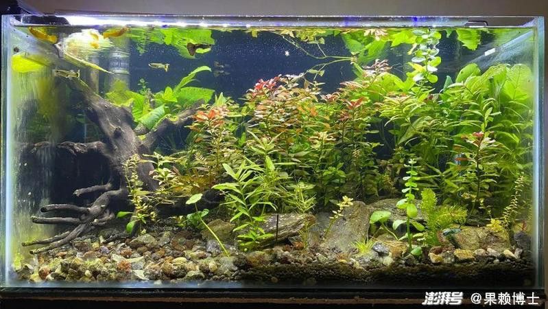 藍龍魚用什么燈光好看點