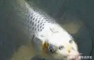 混養朱巴利魚的疾病預防方法：朱巴利魚混養水質管理技巧