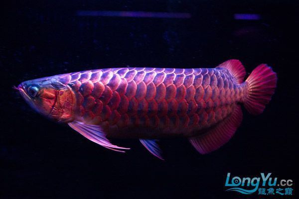 綠皮紅龍魚發色需要多長時間？