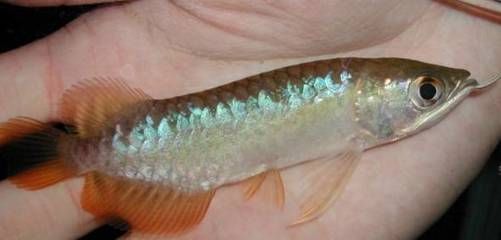 小龍魚掉鱗片多久長出來：小龍魚掉鱗片后的恢復時間取決于掉鱗的情況嚴重程度及生長階段