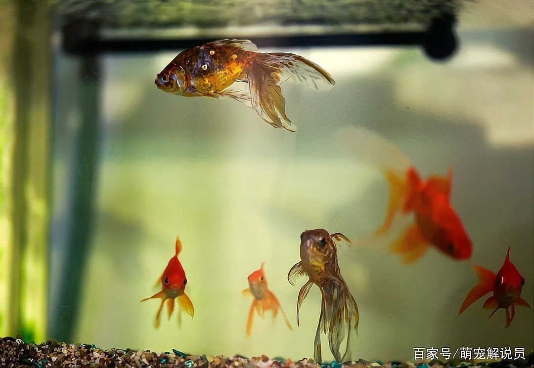 龍魚發(fā)色激素過多 龍魚發(fā)色激素過多 龍魚百科 第1張