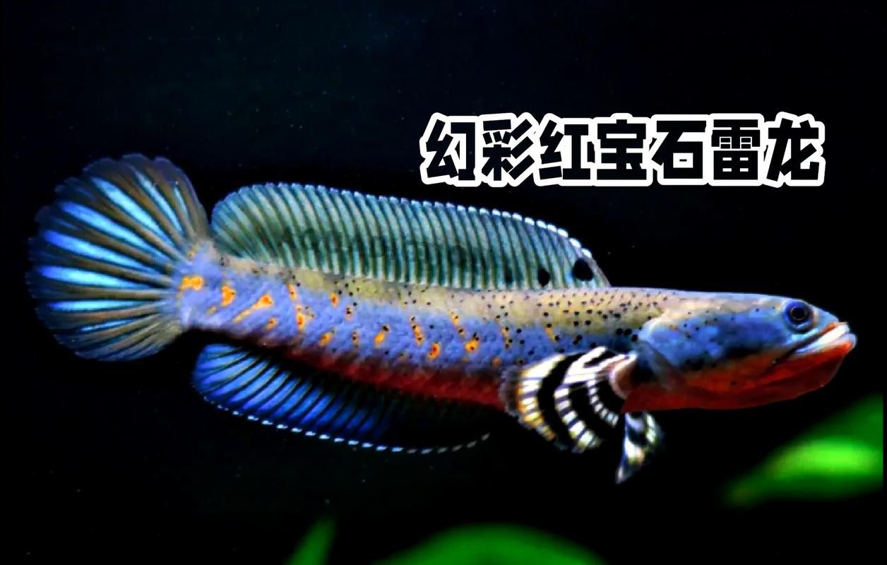 紅色雷龍魚品種有哪些圖片