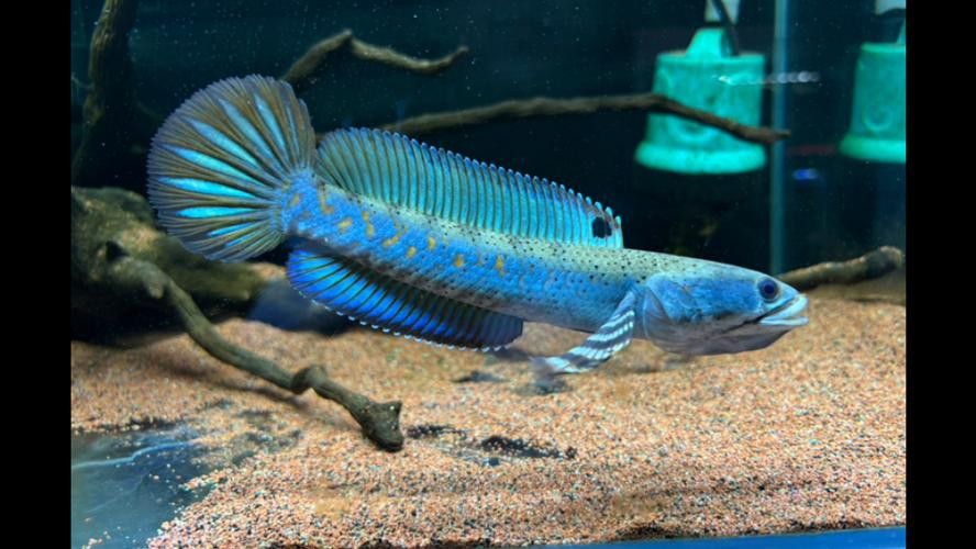 紅色雷龍魚品種有哪些圖片