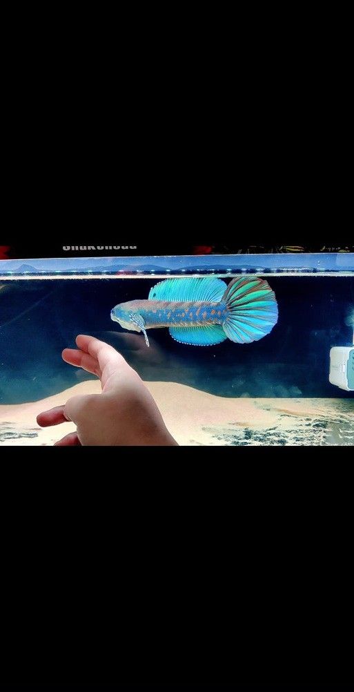 紅色雷龍魚品種有哪些圖片
