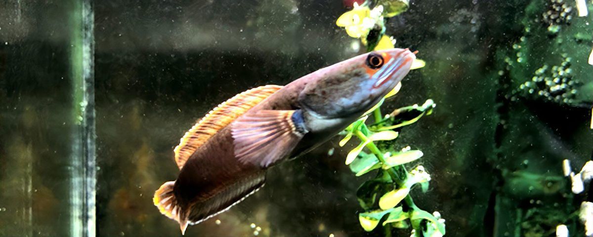 紅色雷龍魚品種有哪些圖片