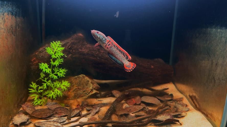 紅色雷龍魚品種有哪些圖片
