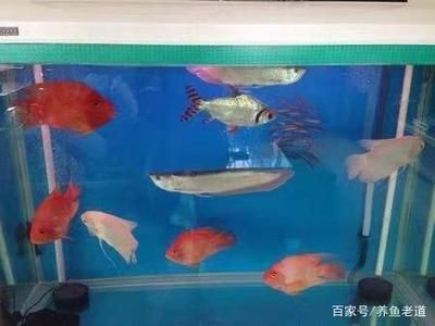 銀龍魚進食后老是張大嘴空咬怎么回事（銀龍魚進食后老是張大嘴空咬可能由多種因素引起）