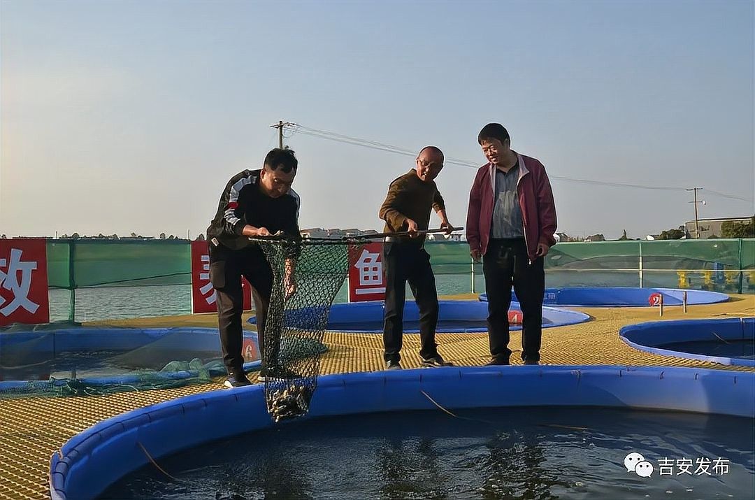 龍魚配虎魚怎么樣啊圖片