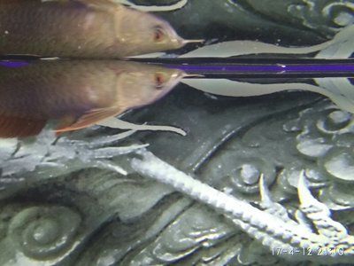 廣州水族批發find祥龍魚場：廣州水族批發市場