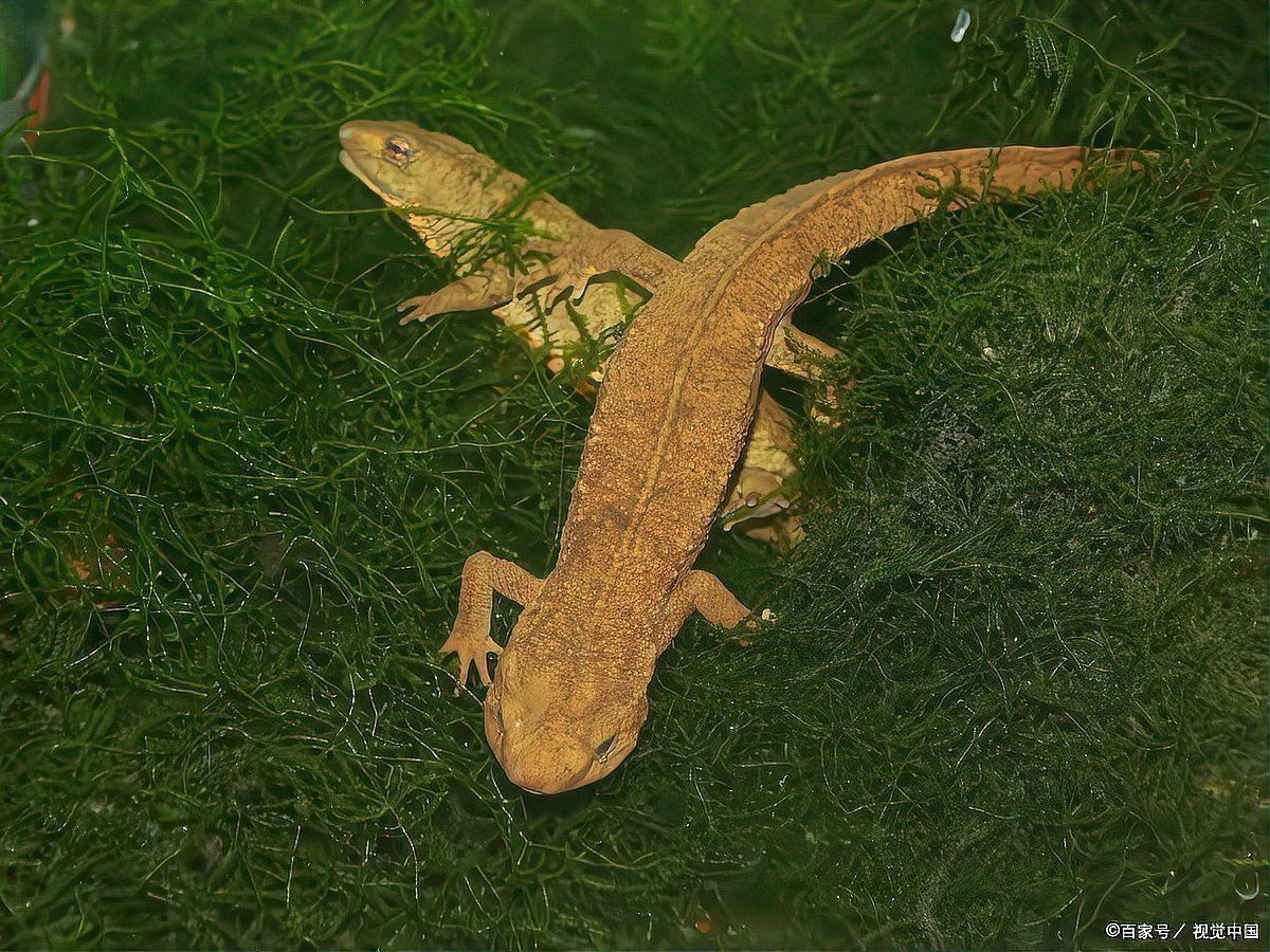哪些行為會促進(jìn)六角恐龍魚認(rèn)主？ 哪些行為會促進(jìn)六角恐龍魚認(rèn)主？ 龍魚百科 第5張