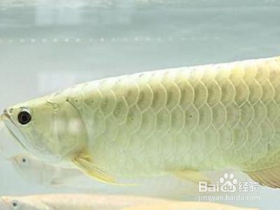 如何防止龍魚掉眼有哪些辦法呢：如何防止龍魚掉眼