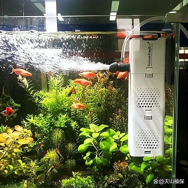 龍頭魚擺件多久換一次水