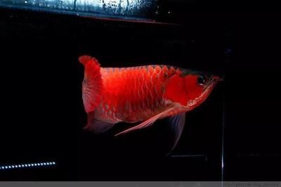 龍魚科普：龍魚的飼養技術