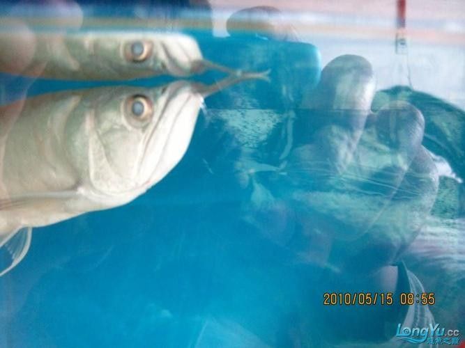 銀龍魚眼睛有白色絮狀物體圖片