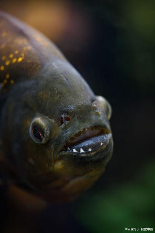 銀龍魚眼睛有白色絮狀物體圖片