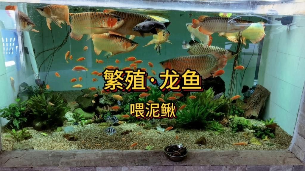 龍魚繁殖需要多大的水族箱？