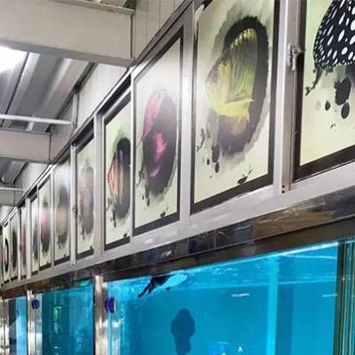 鸚鵡魚和銀龍魚混養怎樣喂食 金龍魚養了有什么價值:金龍魚在未來的日子里有望探索更多新型循環經濟產業模式 龍魚百科 金龍魚養了有什么價值:金龍魚在未來的日子里有望探索更多新型循環經濟產業模式 金龍魚養了有什么價值:金龍魚在未來的日子里有望探索更多新型循環經濟產業模式 龍魚百科