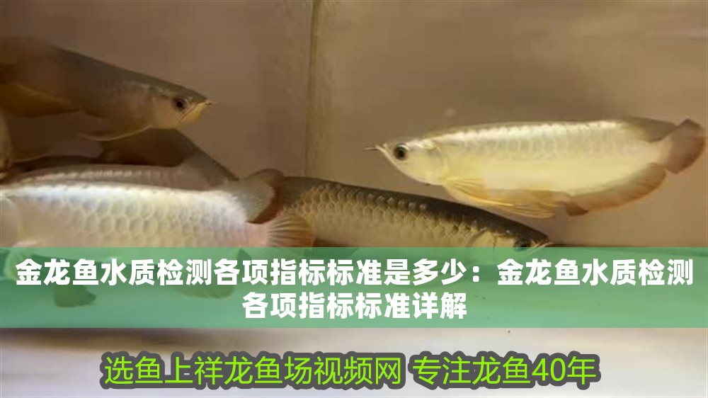 金龍魚水質檢測各項指標標準是多少：金龍魚水質檢測各項指標標準詳解