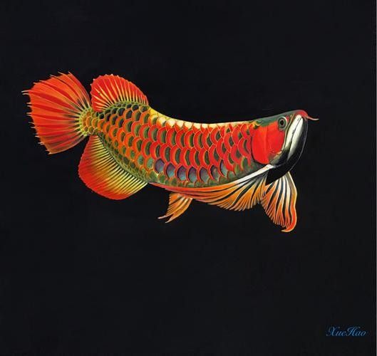 龍魚圖片大全圖片高清壁紙可愛卡通動(dòng)漫