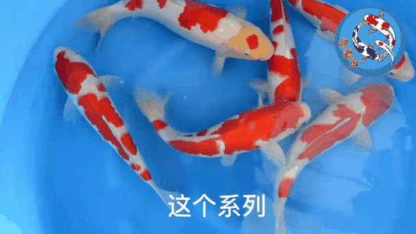 龍魚圖片大全圖片高清壁紙可愛卡通動(dòng)漫