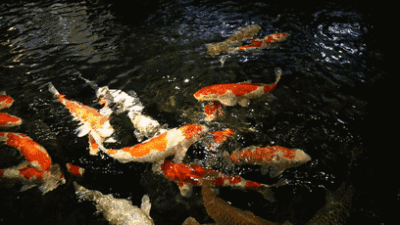 龍魚圖片大全圖片高清壁紙可愛卡通動(dòng)漫